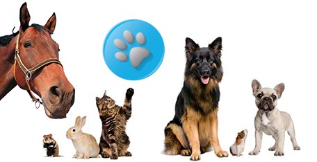 laundry4Pets Salerno