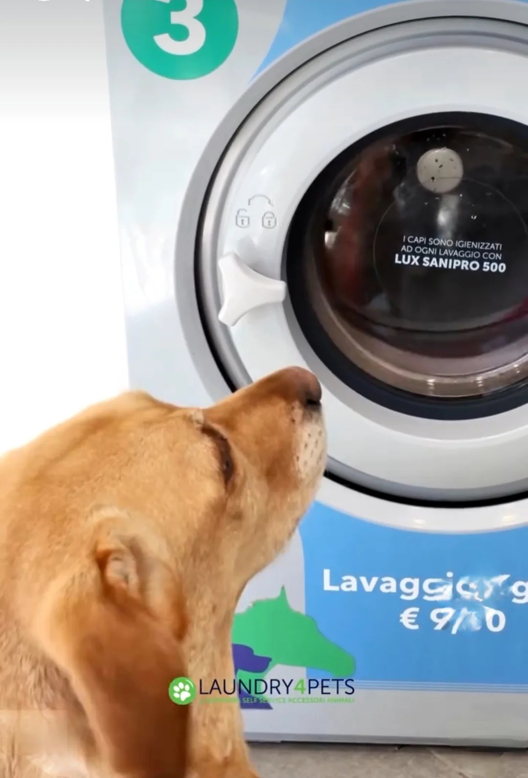 Cane davanti a una lavatrice Laundry4Pets